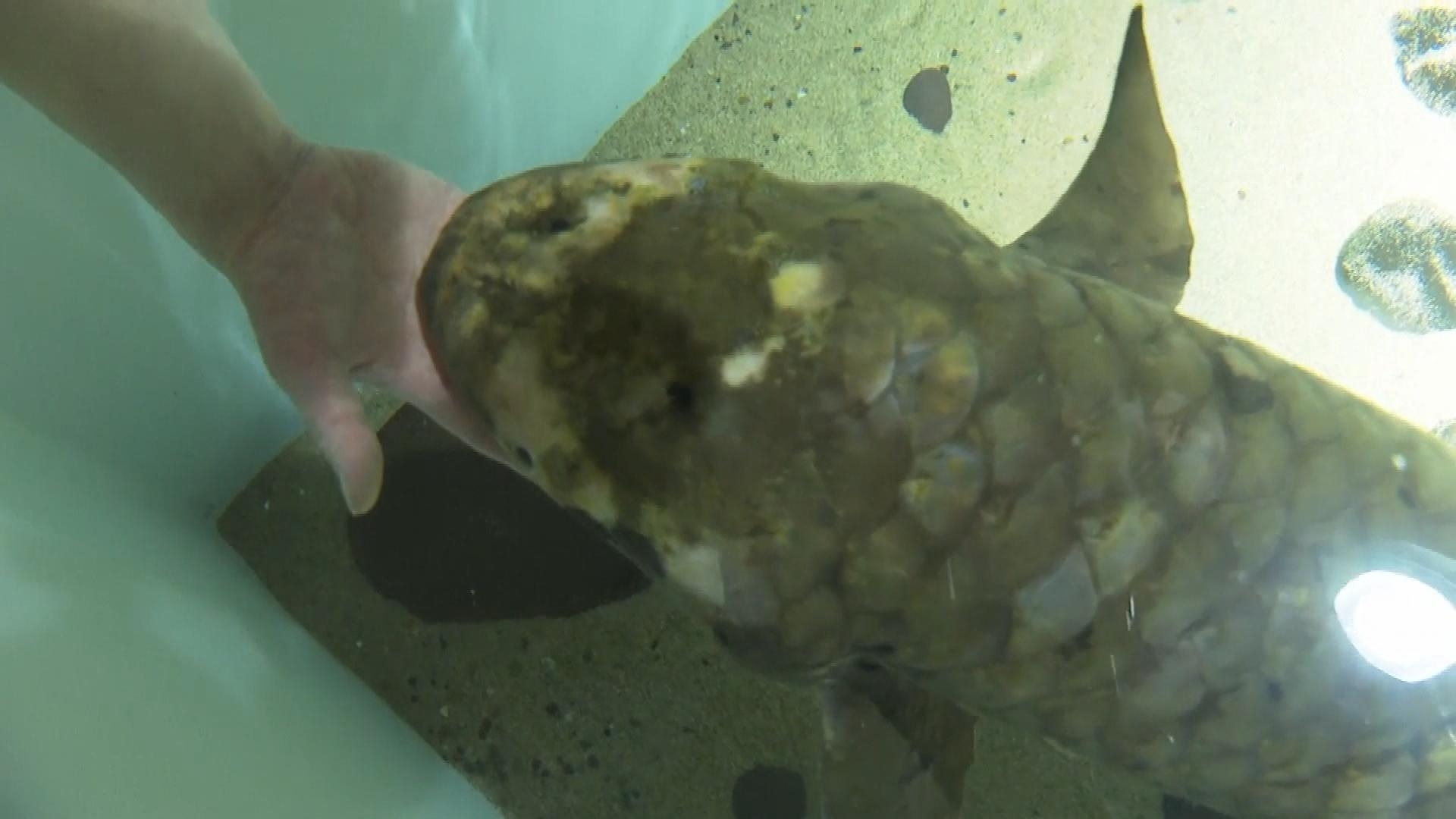 Meet Methuselah, the World's Oldest Living Aquarium Fish - The New York  Times