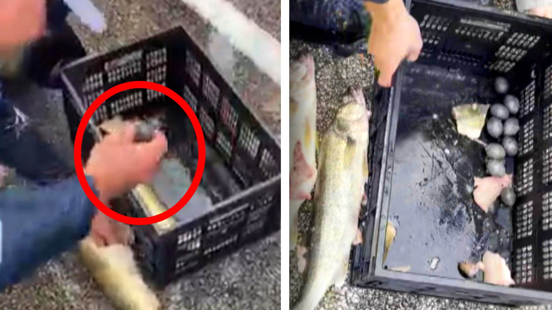 Fishermen Who Allegedly Cheated at Competition Are Under Investigation