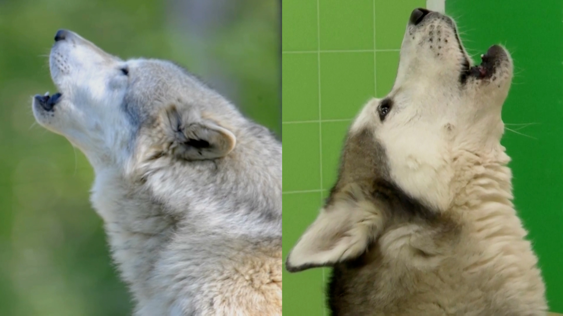 What It Means When Your Dog Howls With You