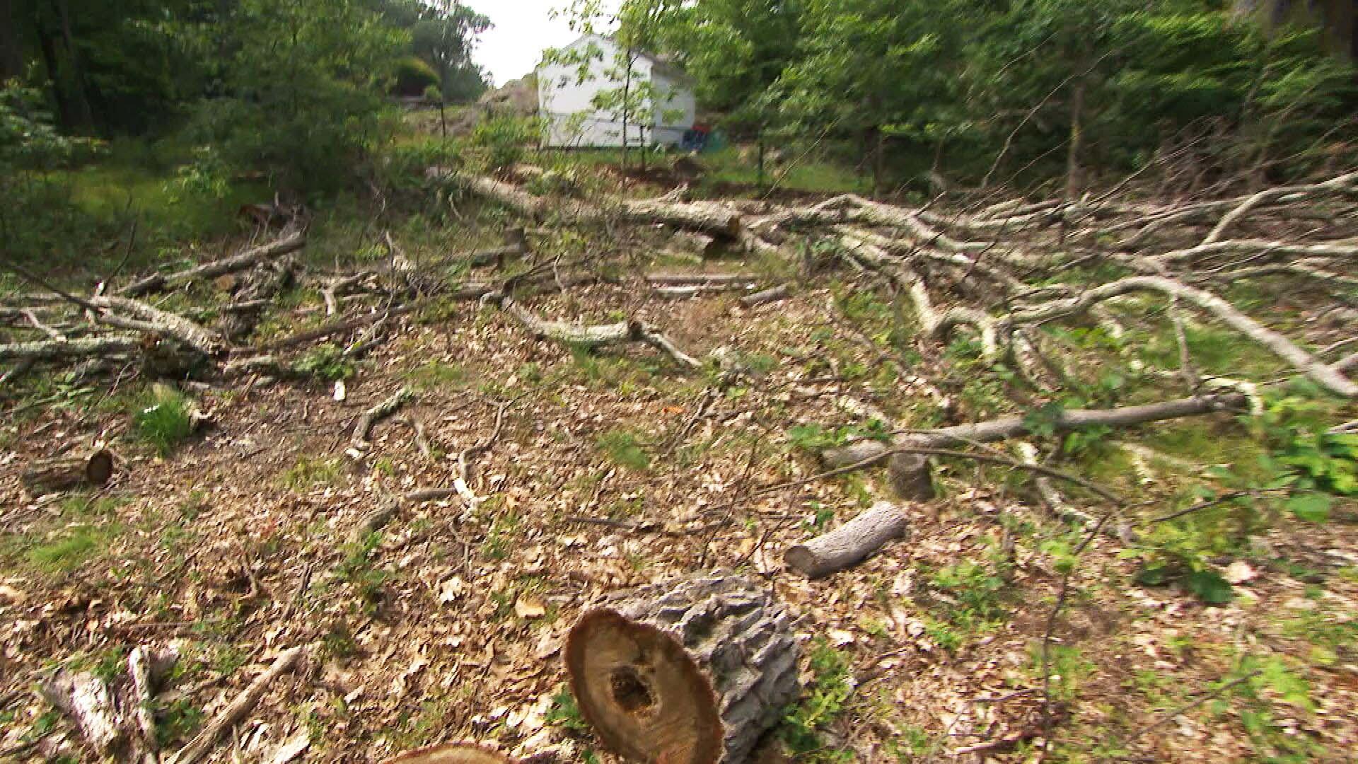 Man Says Neighbor Cut Down Trees on His Land for Better View of NYC |  Inside Edition