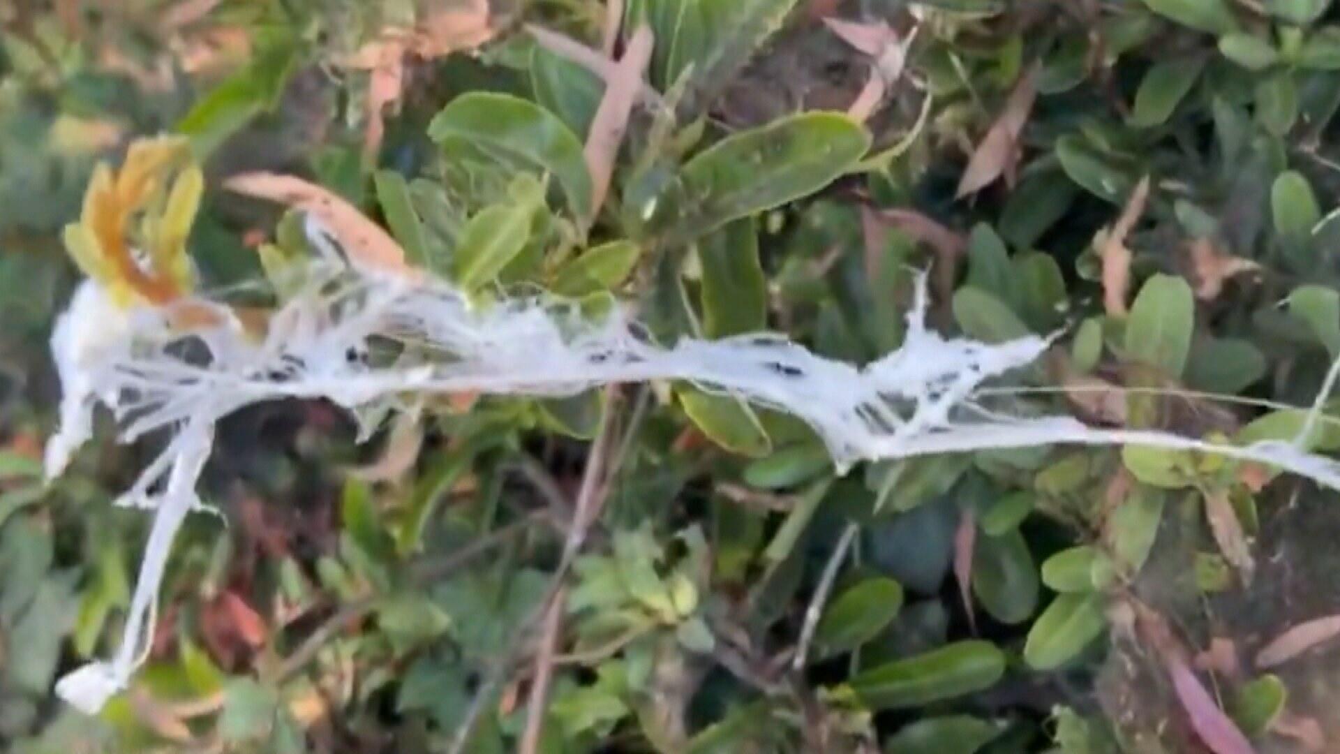 Spiders are 'falling out of the sky' in California - BBC Newsround